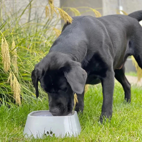 2L Floating Pet Water Bowl – No-Drip Dog Feeder